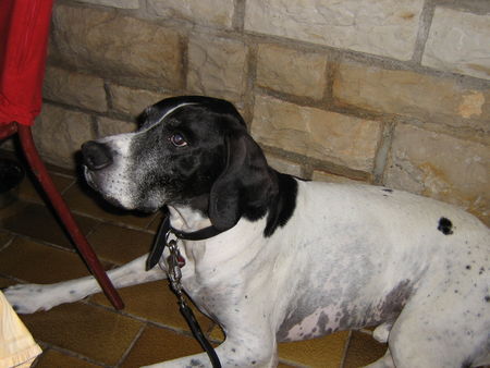 Pointer Hunde Foto 33167 Pointer sehe ich etwa wie fast 12 Jahre aus????