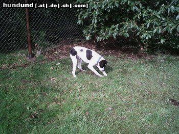 Pointer Hunde Foto 22172 Pointer Da war sie eben noch... die Maus...