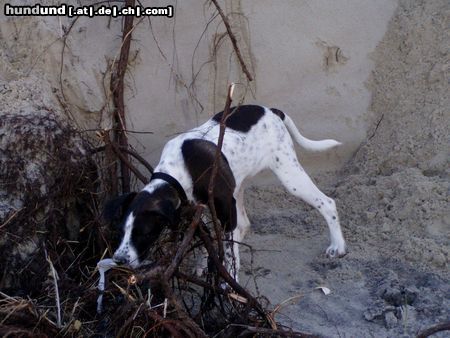 Pointer Hunde Foto 17220 Pointer Fiona, Pointer?!