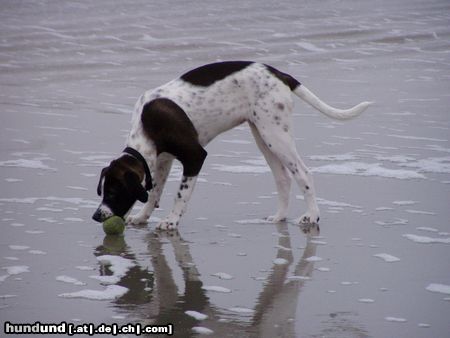 Pointer Hunde Foto 17222 Pointer Fiona 4 Monate