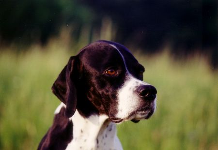 Pointer Hunde Foto 1734 Pointer Falconeres Dream Viola