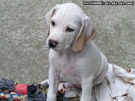 Pointer Hunde Foto 44040 Pointer Worlds End Aurora Snow Angel
