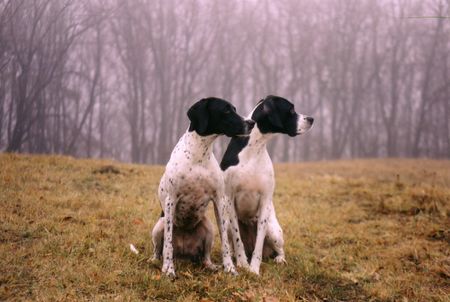 Pointer Hunde Foto 1732 Pointer Falconers Dream Viola