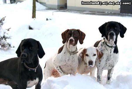 Pointer Hunde Foto 46293 Pointer Worlds End Pointers