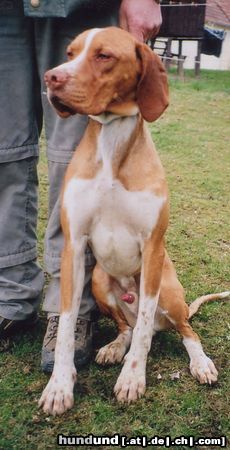 Pointer Bin noch zu haben! Bei Interesse Tullnertussi@yahoo.de