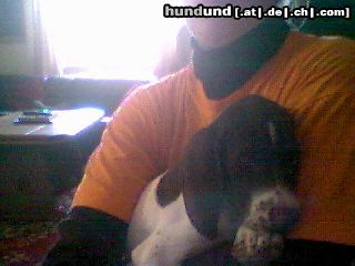 Pointer Hunde Foto 15853 Pointer Amber vom Hirndlbründl