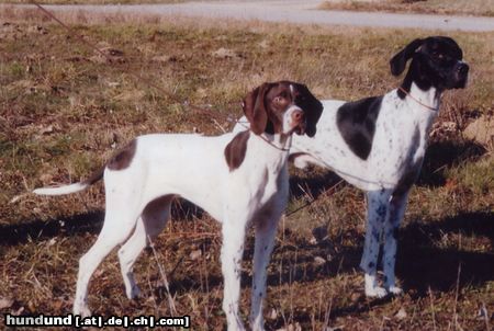 Pointer Anthony of Fillys Hill und Amber vom Hirndlbründl