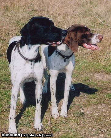 Pointer Hunde Foto 21780 Pointer Amber vom hirndlbründl udn Anthony of fillys hill