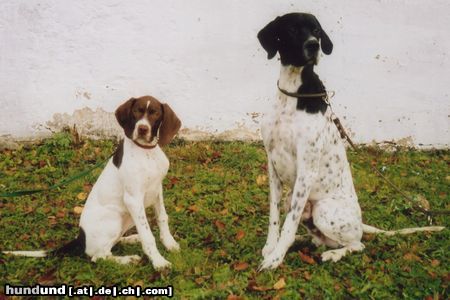 Pointer Hunde Foto 15856 in höherer Auflösung ansehen Pointer Anthony of Fillys Hill und Ambervom Hirndlbründl
