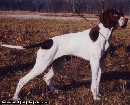 Pointer Amber vom Hirndlbründl