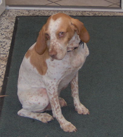 Pointer Hunde Foto 27444 in höherer Auflösung ansehen Pointer Das i8st Amigo, vorheriger Name Flirt,warum wohl??