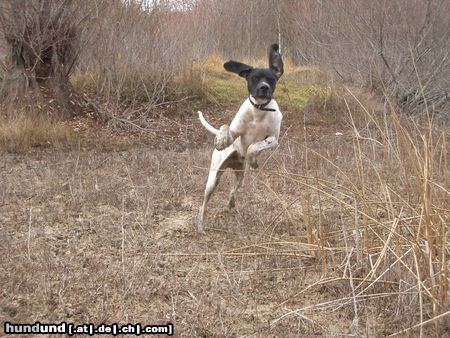 Pointer Hunde Foto 6888 Pointer Ares