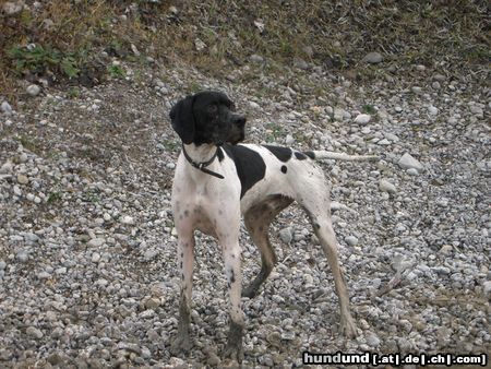 Pointer Hunde Foto 6889 Pointer Ares