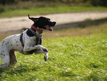 Pointer Hunde Foto 43023 Pointer Meine Pointerin Carry