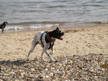 Pointer Hunde Foto 43024 Pointer Meine Pointerin Carry