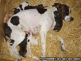 Pointer Hunde Foto 24094 in höherer Auflösung ansehen Pointer Hündin mit Welpen2004