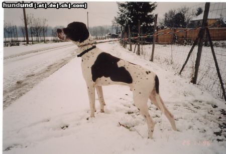 Pointer Hunde Foto 16546 in höherer Auflösung ansehen Pointer Caro von 5-6 Kurschatz