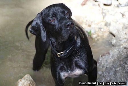 Pointer Hunde Foto 45653 in höherer Auflösung ansehen Pointer World\\\'s End Pointers