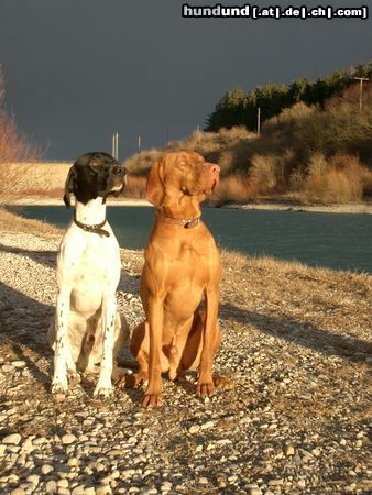 Pointer Hunde Foto 8811 Pointer Ares 17 monate und Llico 20 Monate immer noch unzertrennlich!!!