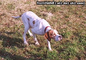 Pointer Hunde Foto 5403 Pointer Ford od Tri kastanu