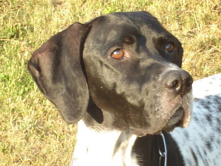 Pointer Hunde Foto 38610 Pointer