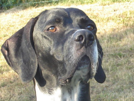 Pointer Hunde Foto 38612 Pointer