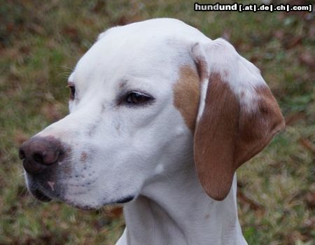 Pointer Hunde Foto 45651 Pointer Aurora/World's End Pointers