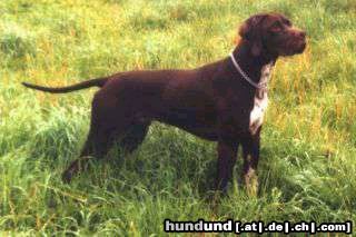 Pointer Hunde Foto 26437 Pointer der Papa von unserer Hündin----Mäx von der Ebershöhe