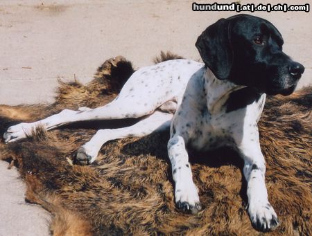 Pointer Hunde Foto 21781 Pointer man muss mich einfach lieb haben oder??