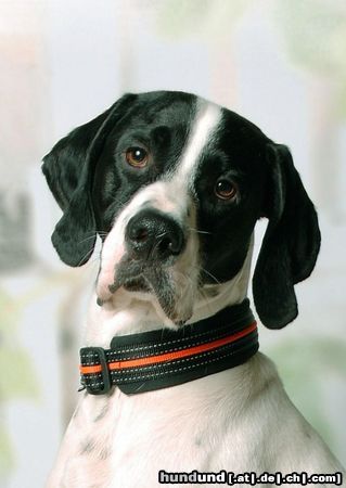 Pointer Hunde Foto 46775 in höherer Auflösung ansehen Pointer