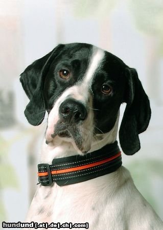 Pointer Hunde Foto 46771 in höherer Auflösung ansehen Pointer Nando der Vogeljäger