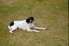 Pointer Foto: Clara (ID 27912) Pointer Hund