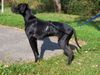 Pointer Foto: Neo aus Mailand (ID 40224) Pointer Hund