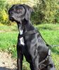 Pointer Foto: Neo aus Mailand (ID 40223) Pointer Hund