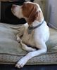 Pointer Foto: Worlds End Alabaster Golden Sunset wohnhaft in der USA (ID 46287) Pointer Hund
