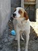 Pointer Foto: Laerer Landweg 111 (ID 42254) Pointer Hund