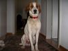 Pointer Foto: Laerer Landweg 111 (ID 42253) Pointer Hund