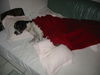 Pointer Foto: Xandor ist der BESTE (ID 32138) Pointer Hund