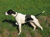 Pointer Foto: Pointer steht typisch vor (ID 5461) Pointer Hund