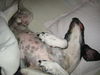 Pointer Foto: Xandor liebt es warm.... :-) (ID 32140) Pointer Hund