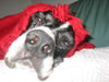 Pointer Foto: Xandor liebt es warm.... :-) (ID 32142) Pointer Hund