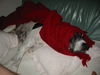 Pointer Foto: Xandor liebt es warm.... :-) (ID 32139) Pointer Hund