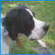 Pointer Foto: Sam aus Spanien (ID 27612) Pointer Hund