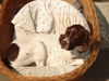Pointer Foto: Amber (ID 37938) Pointer Hund