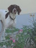 Pointer Foto: amber im blumenbeet (ID 37940) Pointer Hund
