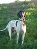 Pointer Foto: arroganter Pointer (ant) (ID 37946) Pointer Hund