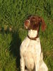 Pointer Foto: amber (ID 37942) Pointer Hund