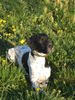 Pointer Foto: anthony (ID 37943) Pointer Hund