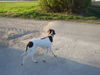 Pointer Foto: immer sc´hauen beim strasse überqueren (amber) (ID 37945) Pointer Hund