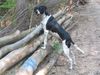 Pointer Foto: Frodo2Jahre&Kelly13Jahre (ID 22706) Pointer Hund